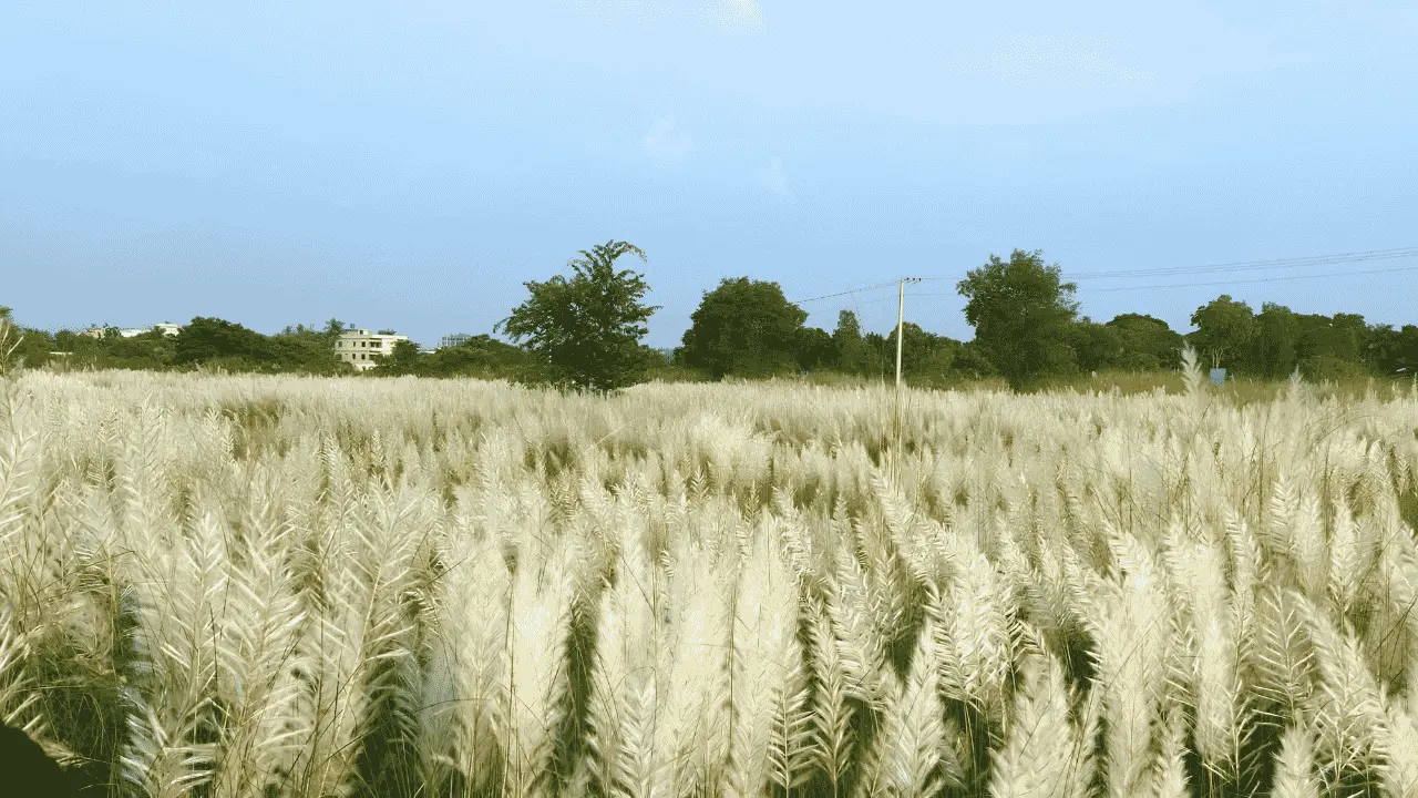 Kashful View - Maxwell Western City